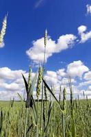 molnig himmel och grönt spannmål foto