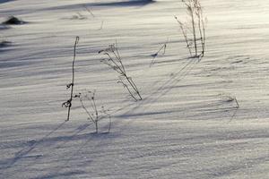 snö som föll under ett snöfall och torrt gräs foto