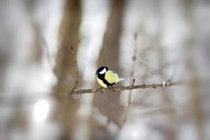 vild chickadee på vintern foto