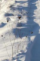 gräs i stora drivor efter snöfall och snöstormar, vintern foto