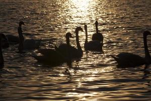 vårtid på med en flock svanar foto