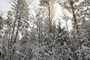 granar och tallar under vintersäsongen foto