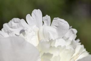 vita pioner som blommar på sommaren foto