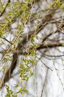 gröna blad, närbild foto