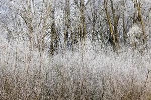 frost i träden foto