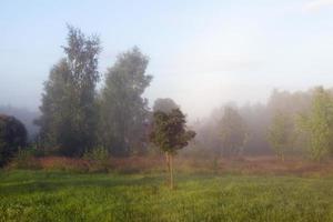 morgondimma, skog foto