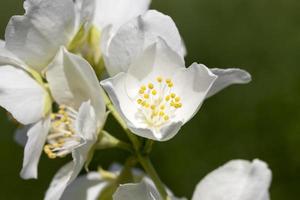 blomma jasminblad foto