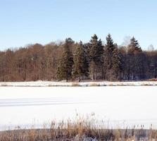 vinter skog och åker foto