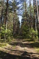 blandskog under höstsäsongen foto