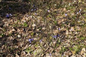 den första blomningen i skogen foto