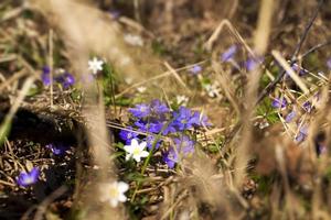 de första blommorna som växer i skogarna foto