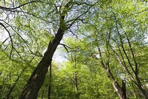 gröna poppel under vårsäsongen i skogen foto