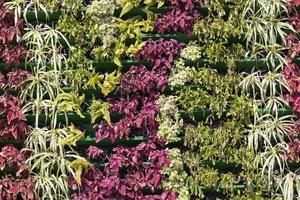 blommor på gatan i staden för dekoration på sommaren foto