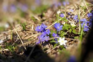 de första blommorna som växer i skogarna foto