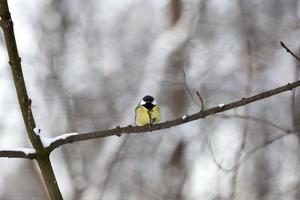 vild chickadee på vintern foto