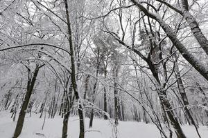 i snön, lövträd under vintersäsongen foto