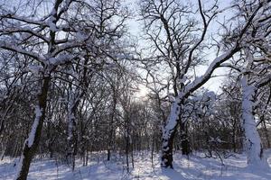 snötäckta träd på vintern foto