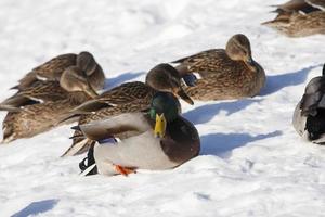 ankor sitter i snön under vintersäsongen, kallt frostigt väder foto