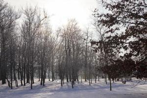 kallt vinterväder i parken eller skogen foto