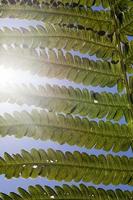 gröna ormbunksblad i solljus foto