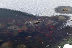 fisk som simmar i den del av sjön som inte är frusen foto