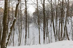 kala lövträd i snön på vintern foto