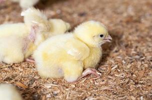 kycklingkycklingar på en fjäderfäfarm, närbild foto