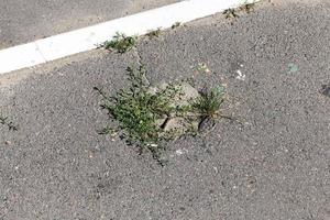gräs för att gro asfalt foto