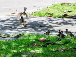 flock sparvar i trädgården foto