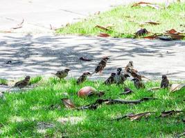 flock sparvar i trädgården foto