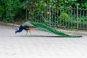 påfågel strosa i en park i staden foto