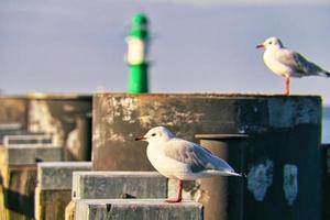 mås på stranden. havets fåglar. foto