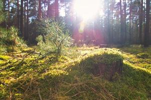 barrskog på hösten med mossa på skogsbotten och varmt höstljus. foto