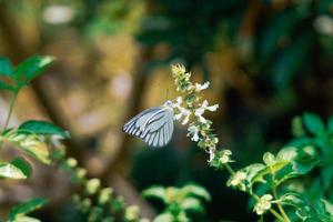 vacker vit fjäril svart-vened vit aporia crataegi uppflugen på blomma premium foto