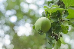 grönt äpple hängande på trädet foto