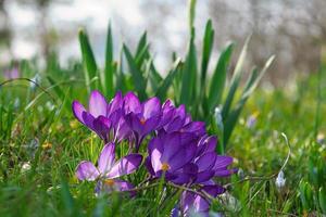 krokusblommor på en äng, delikat och med något suddig bakgrund. foto