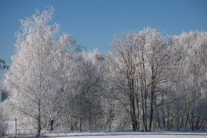 snöig björkskog i utkanten av berlin foto