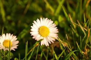 prästkragar på en äng. vita rosa blommor på den gröna ängen. blommor foto