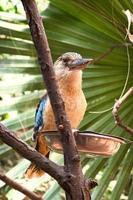 skrattar hans på en gren. vacker färgglad fjäderdräkt av den australiska fågeln. foto