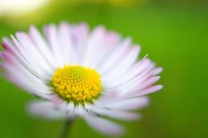 tusensköna med massor av bokeh på en äng. ljus ur fokus på blomman. foto