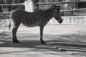 Zebra från Berlin Zoo i Tyskland foto