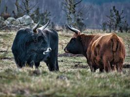 höglandsboskap på en äng. kraftiga horn brun päls. jordbruk och djuruppfödning foto