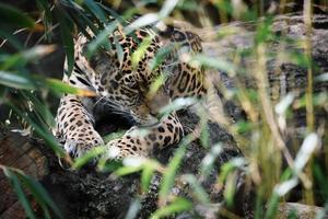 jaguar liggande bakom gräs. fläckig päls, kamouflerad lurar. den stora katten är ett rovdjur. foto