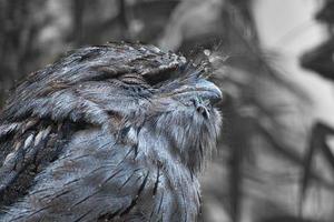 en liten kautz på en trädstam. stängda ögon och sova. djurfoto uggla fågel. foto