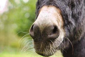 nospartiet på en mula. närbild, för att kyssas foto