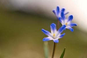 Vanlig stjärnhyacint är tidiga blommor som förebådar våren. blommar vid påsk. foto