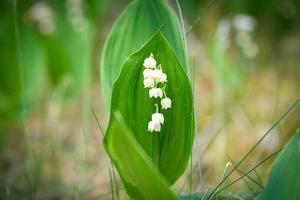 liljekonvalj på skogsbotten. gröna blad, vita blommor. tidiga blommare foto