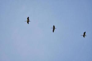 tranor som rör sig i formation på himlen. flyttfåglar på darss. foto