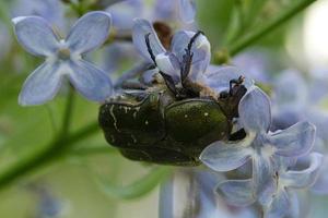 en rosenbagge i en blomma. skimrande grönt är insektens ryggsköld. foto