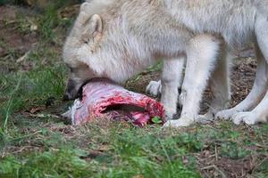 ung vit varg, tagen i vargparken werner freund under matning foto